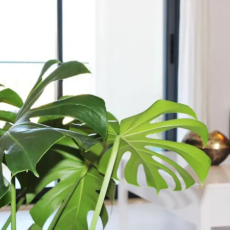 With Terrace Olhos De Agua Албуфейра