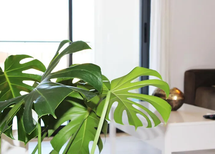 With Terrace Olhos De Agua Albufeira